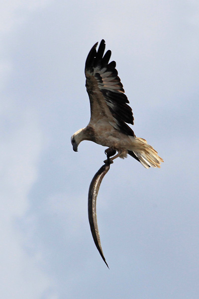 White-bellied Sea-Eagle